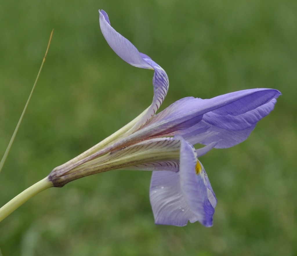 Image of Iris unguicularis ssp. carica specimen.