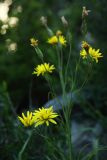 Scorzonera stricta