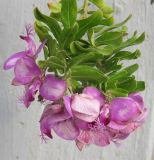 Polygala myrtifolia