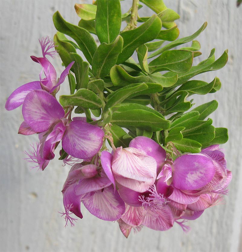 Image of Polygala myrtifolia specimen.