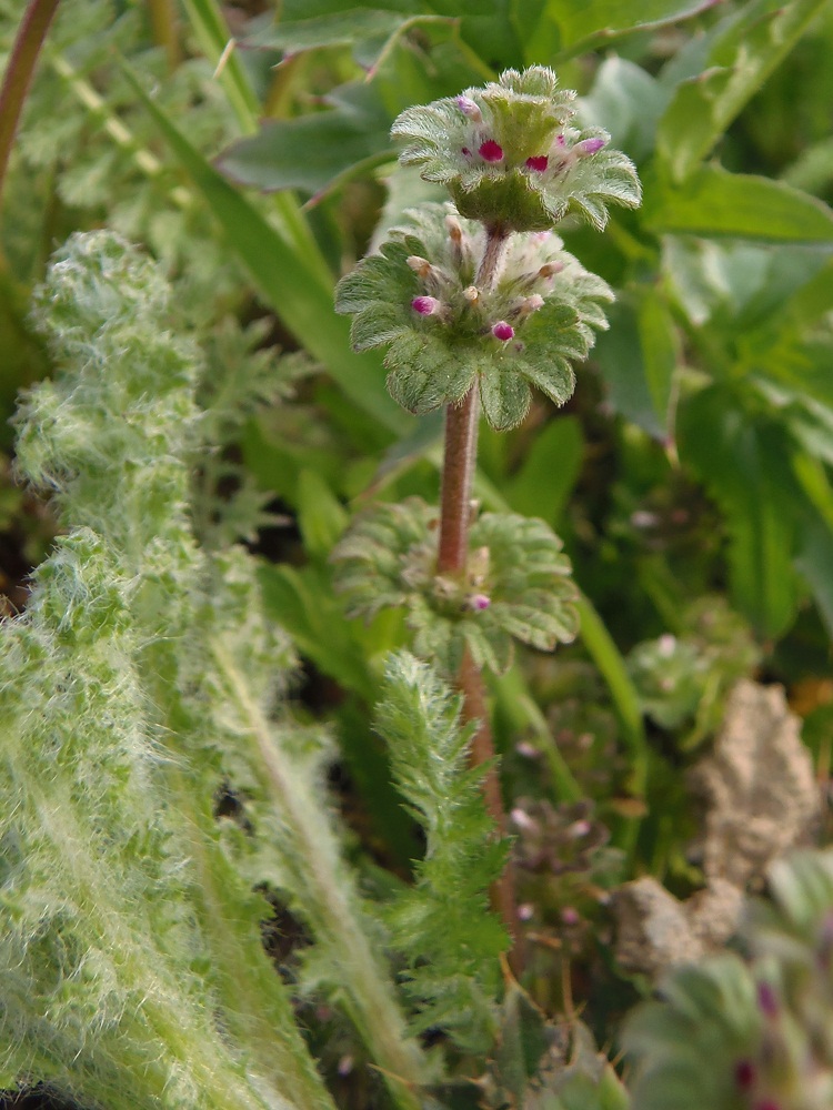 Изображение особи Lamium amplexicaule.