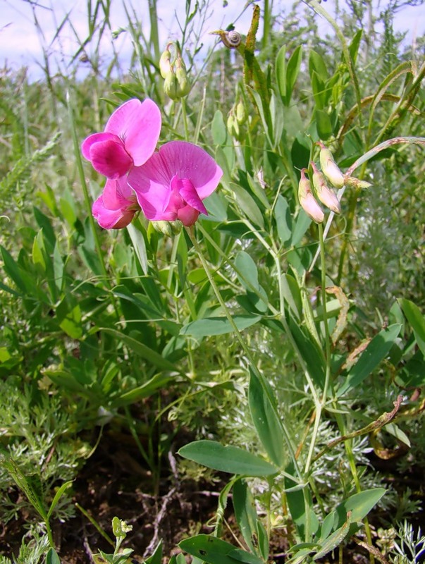 Изображение особи Lathyrus tuberosus.