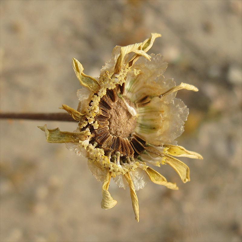 Image of Glebionis coronaria specimen.