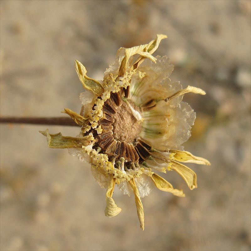 Изображение особи Glebionis coronaria.