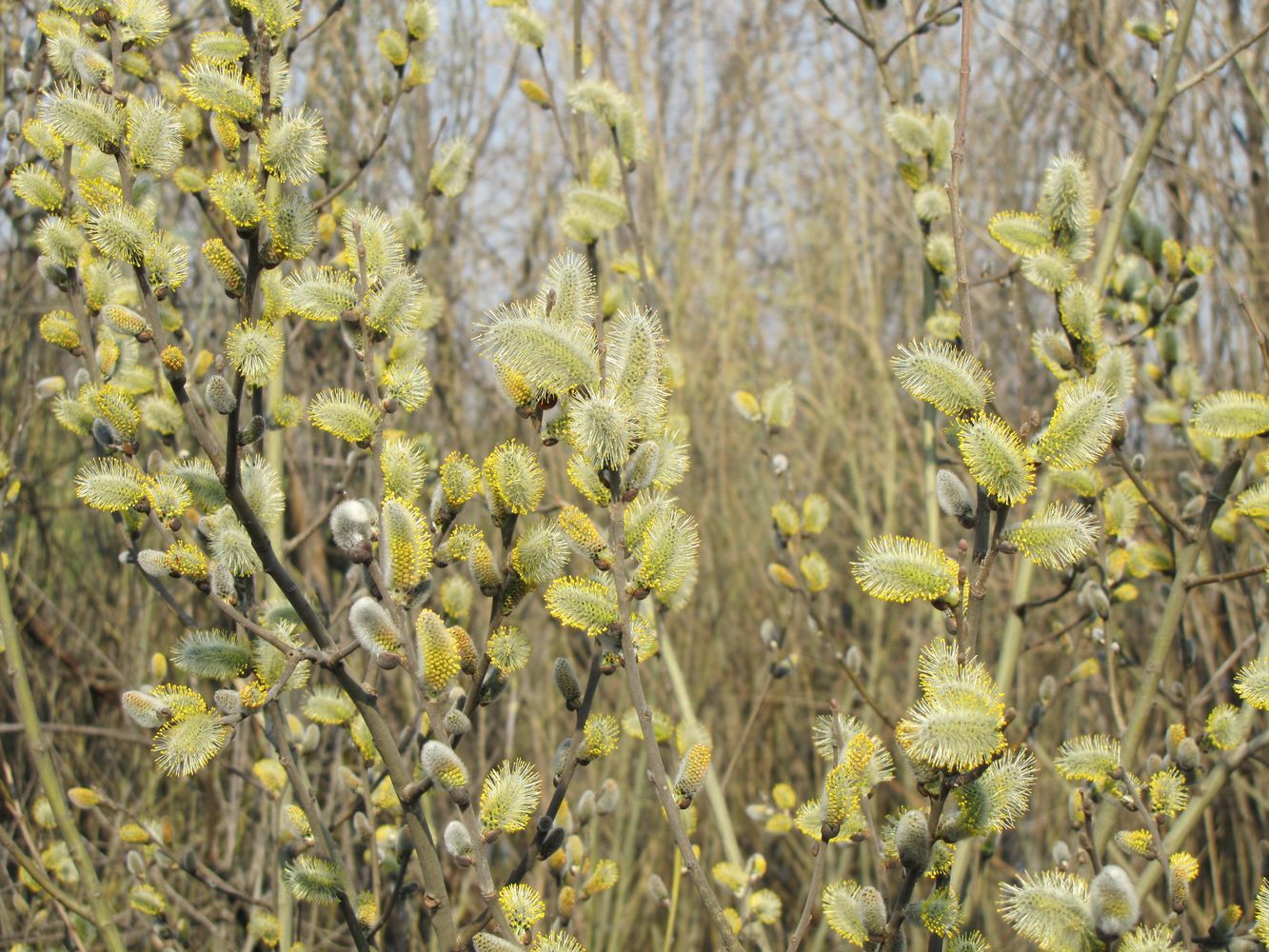 Image of Salix cinerea specimen.