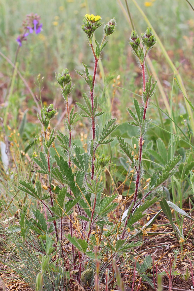 Изображение особи Potentilla recta ssp. pilosa.