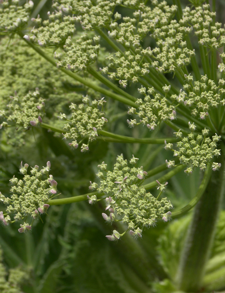 Изображение особи Heracleum leskovii.