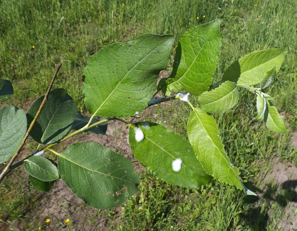 Image of Salix caprea specimen.