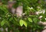 Prunus cerasifera
