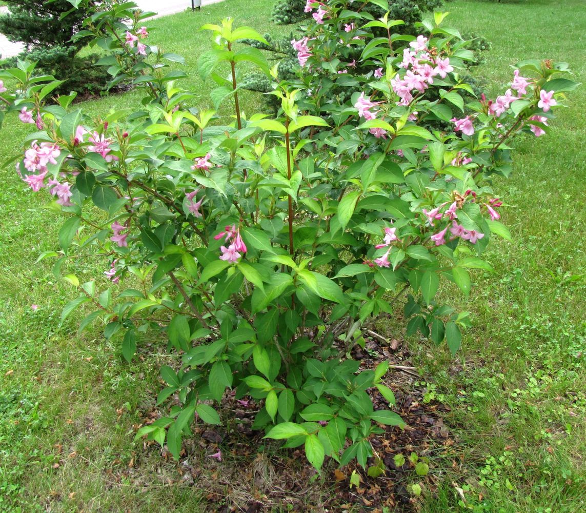 Image of genus Weigela specimen.