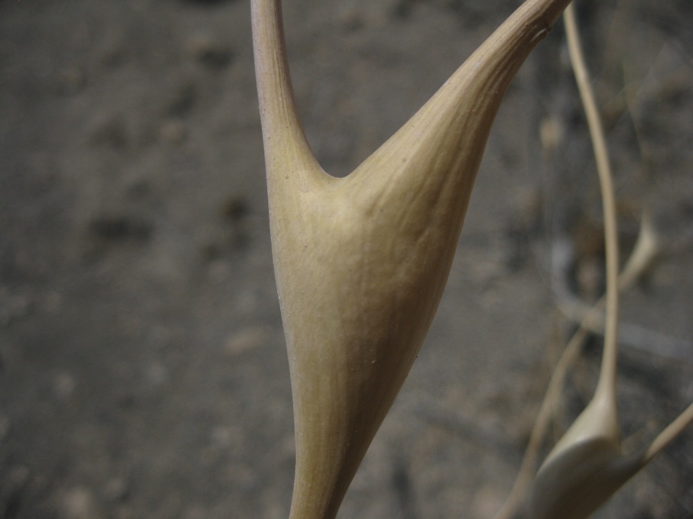 Изображение особи Lepidium vesicarium.