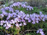 Thymus helendzhicus. Веточки с цветками. Краснодарский край, Новороссийский р-н, окр. пос. Абрау-Дюрсо, можжевеловое редколесье. 10.07.2013.