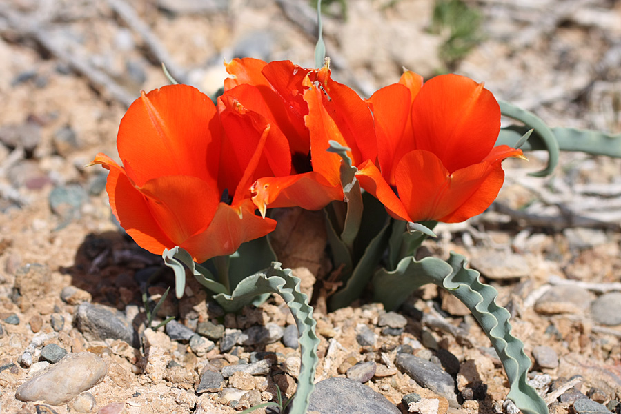 Image of Tulipa borszczowii specimen.