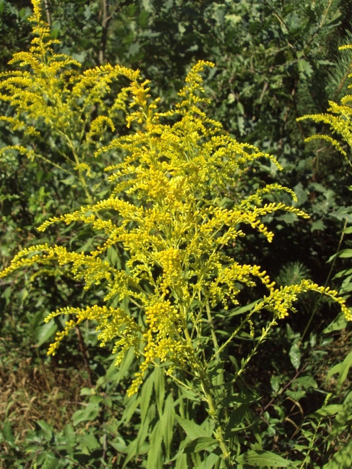 Изображение особи Solidago canadensis.