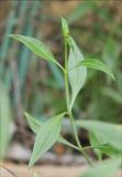 Centranthus ruber