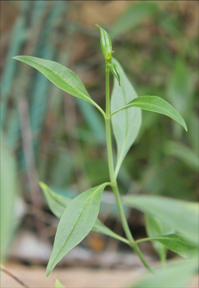 Image of Centranthus ruber specimen.