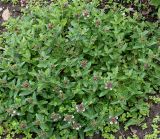 Scutellaria alpina