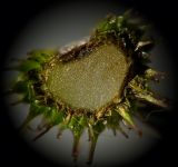 Sanicula europaea
