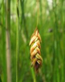 Carex limosa