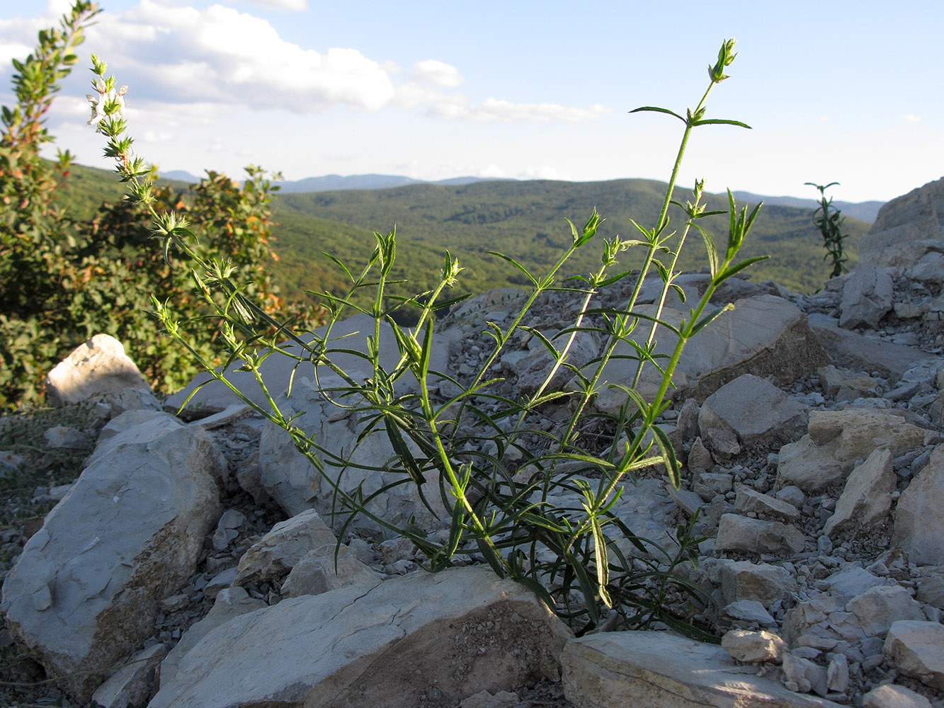 Изображение особи Stachys atherocalyx.