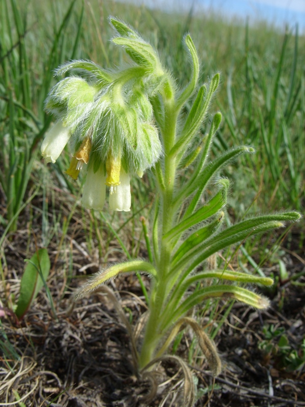 Изображение особи Onosma subtinctoria.