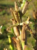 Oenothera glazioviana