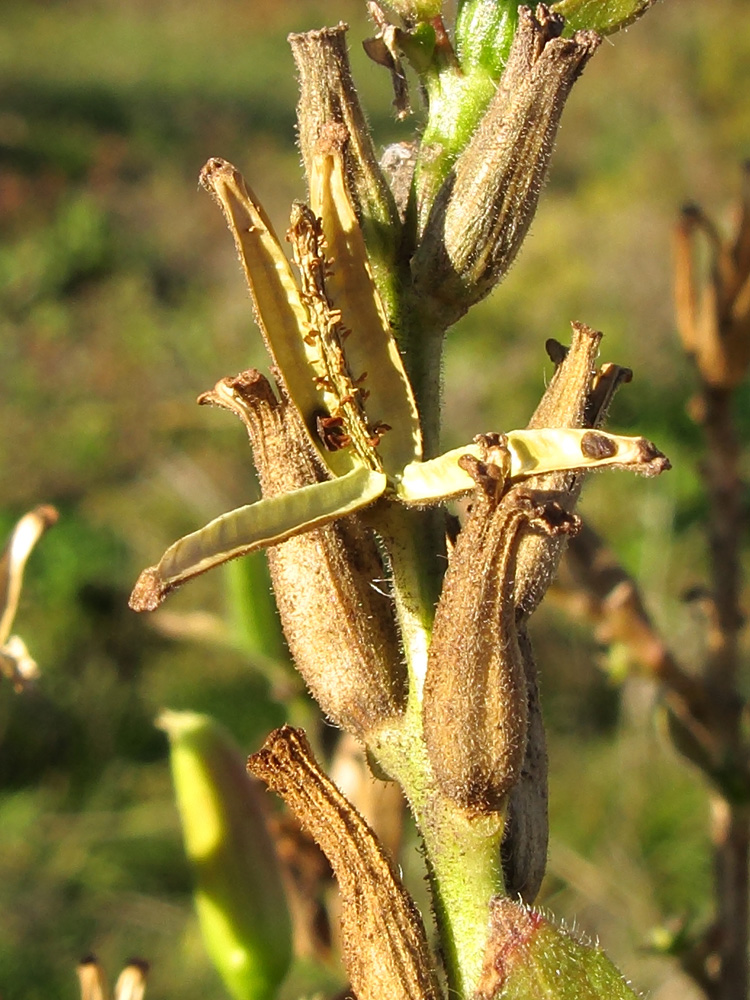 Image of Oenothera glazioviana specimen.