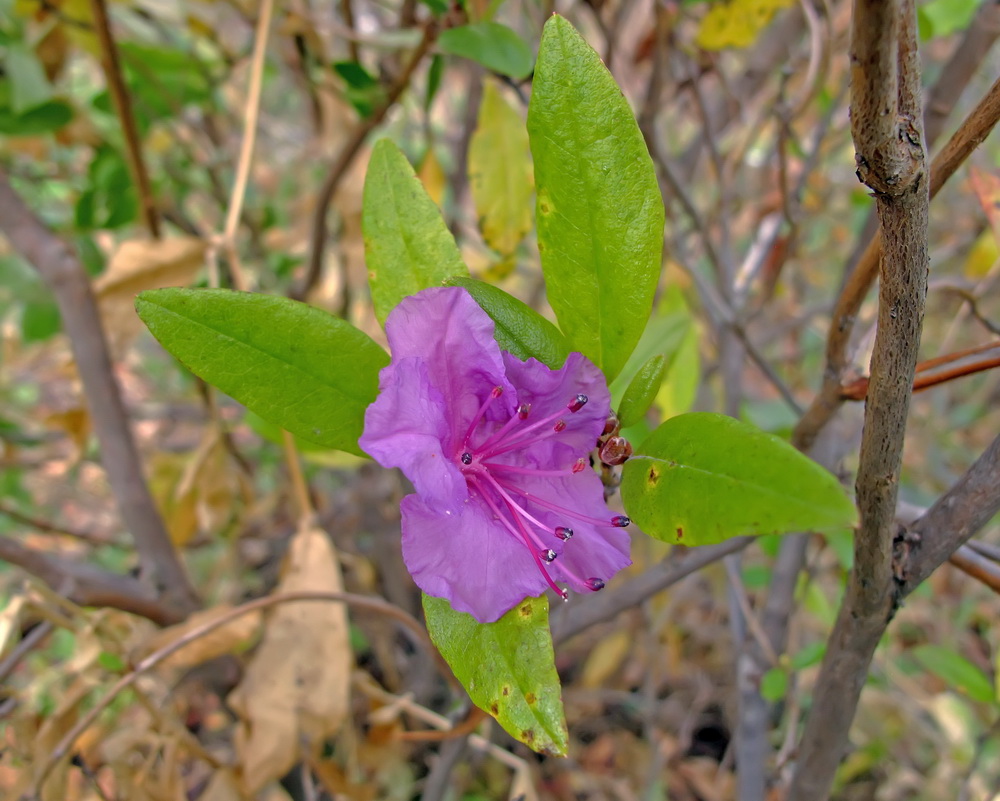 Изображение особи Rhododendron mucronulatum.