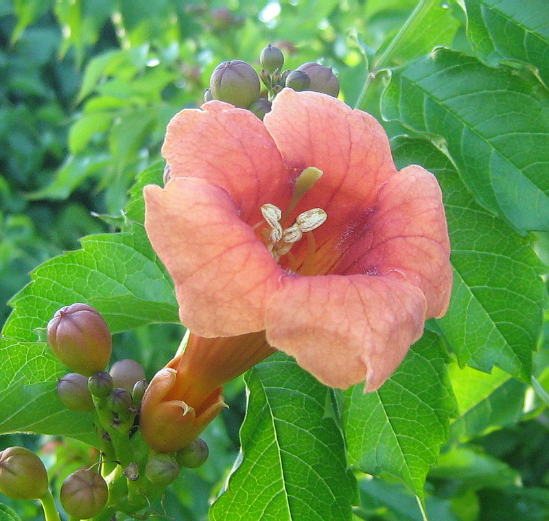 Изображение особи Campsis radicans.