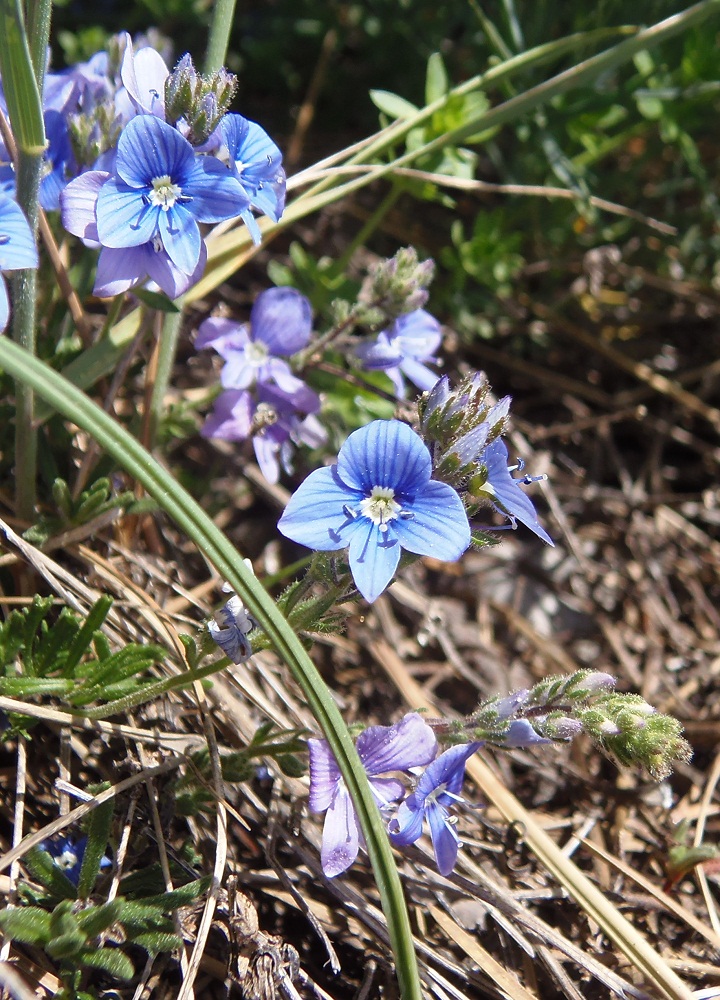 Image of Veronica bordzilowskii specimen.