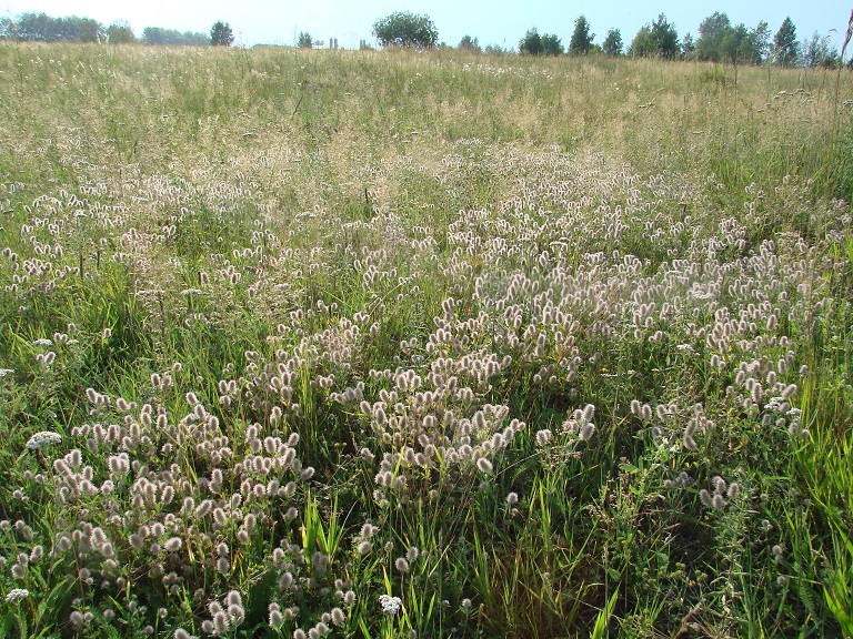 Image of Trifolium arvense specimen.