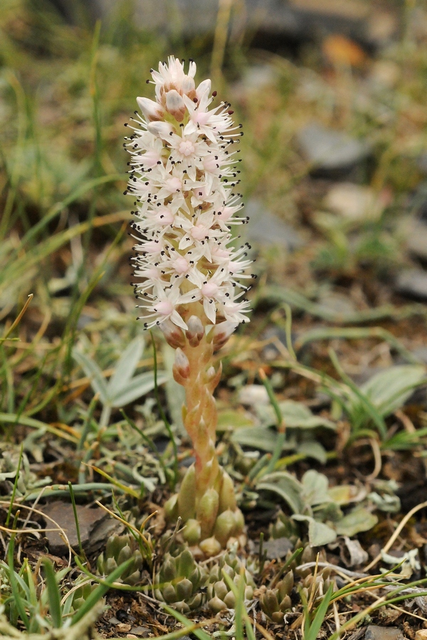 Image of Orostachys thyrsiflora specimen.