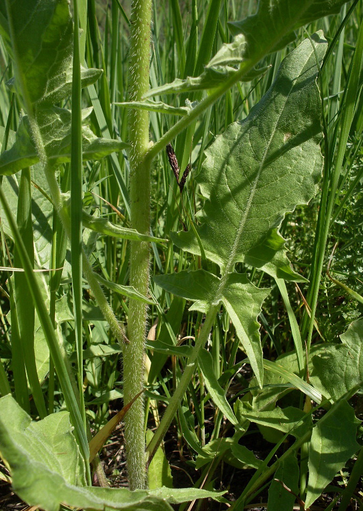 Image of Bunias orientalis specimen.