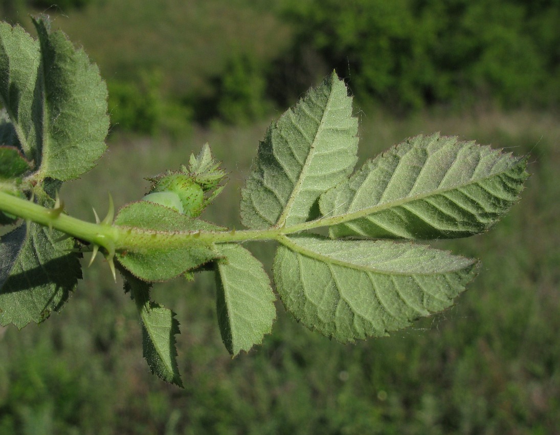 Image of genus Rosa specimen.