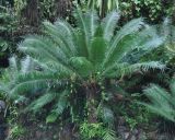 Cycas revoluta. Вегетирующее растение. Таиланд, национальный парк Си Пханг-нга. 19.06.2013.