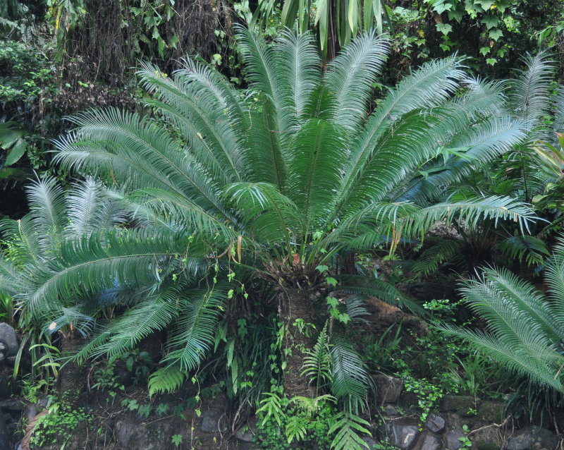 Изображение особи Cycas revoluta.