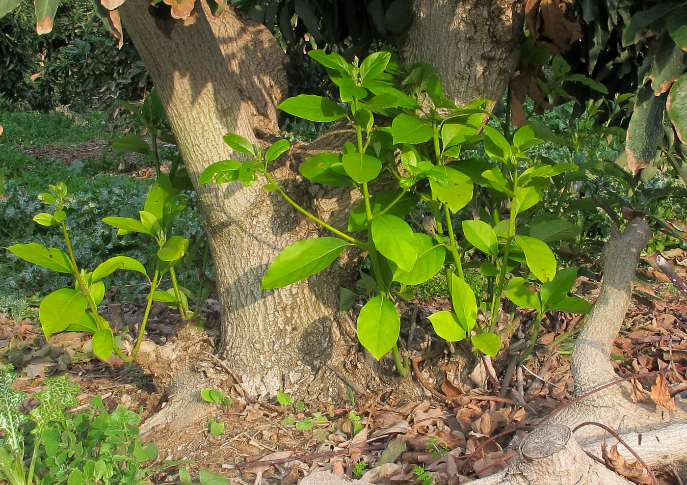 Изображение особи Persea americana.
