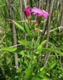 Epilobium hirsutum