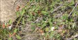 Cotoneaster suavis