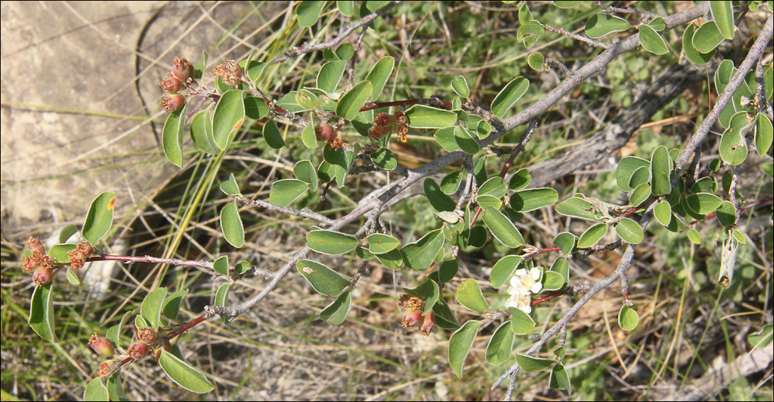 Изображение особи Cotoneaster suavis.