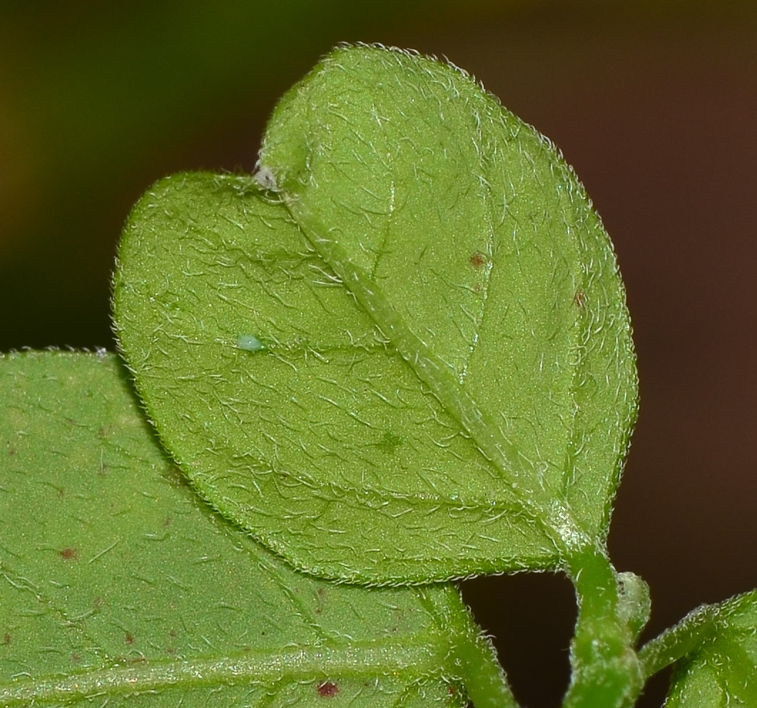 Image of Euphorbia graminea specimen.