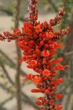 Fouquieria splendens. Часть соцветия. США, Калифорния, Joshua Tree National Park. 19.02.2014.