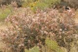 Calliandra eriophylla