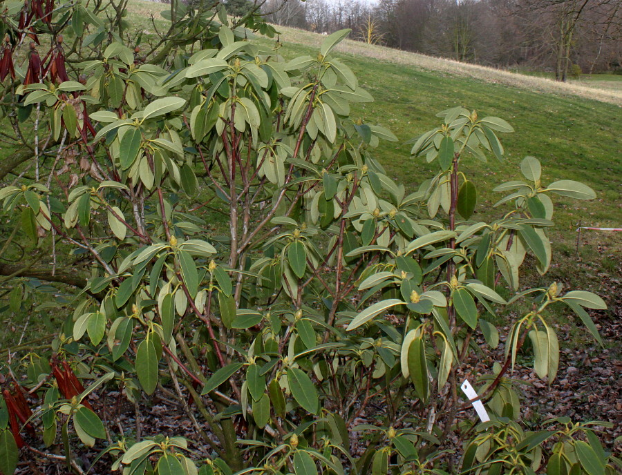 Изображение особи Rhododendron oreodoxa.