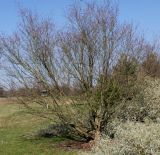 Betula chinensis. Растение входящее в период цветения. Германия, г. Дюссельдорф, Ботанический сад университета. 10.03.2014.