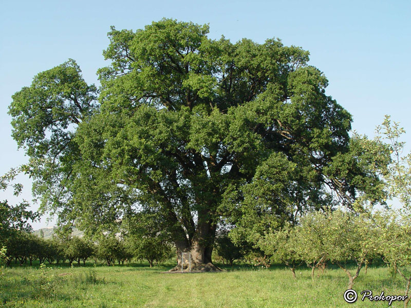 Изображение особи Quercus robur.