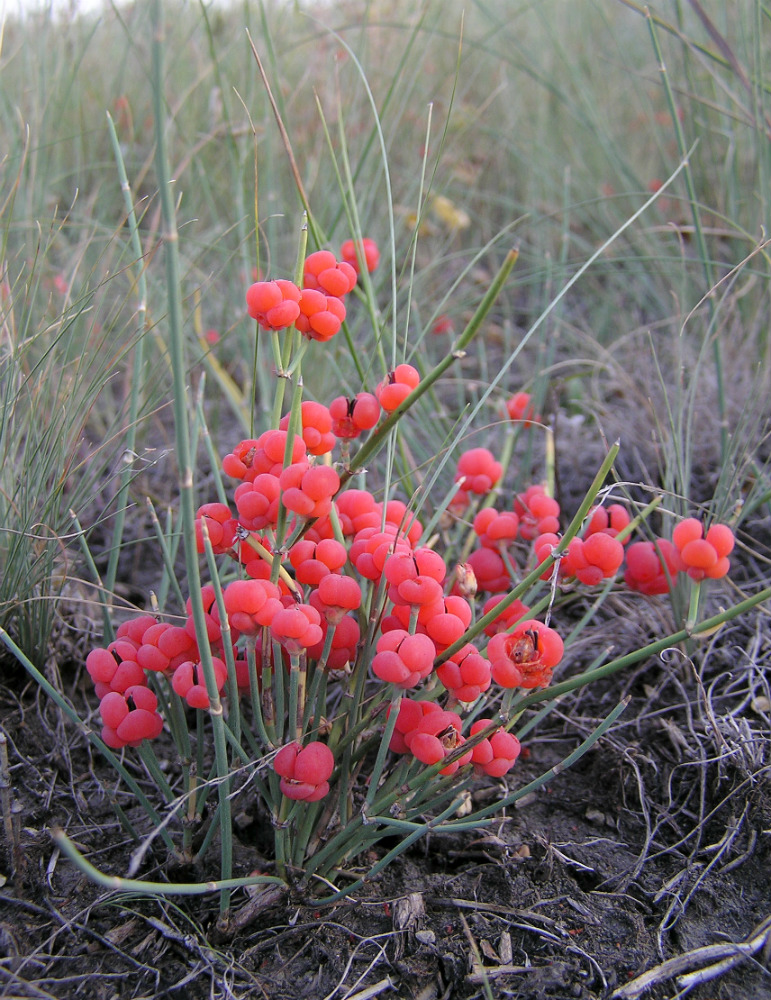 Image of Ephedra distachya specimen.