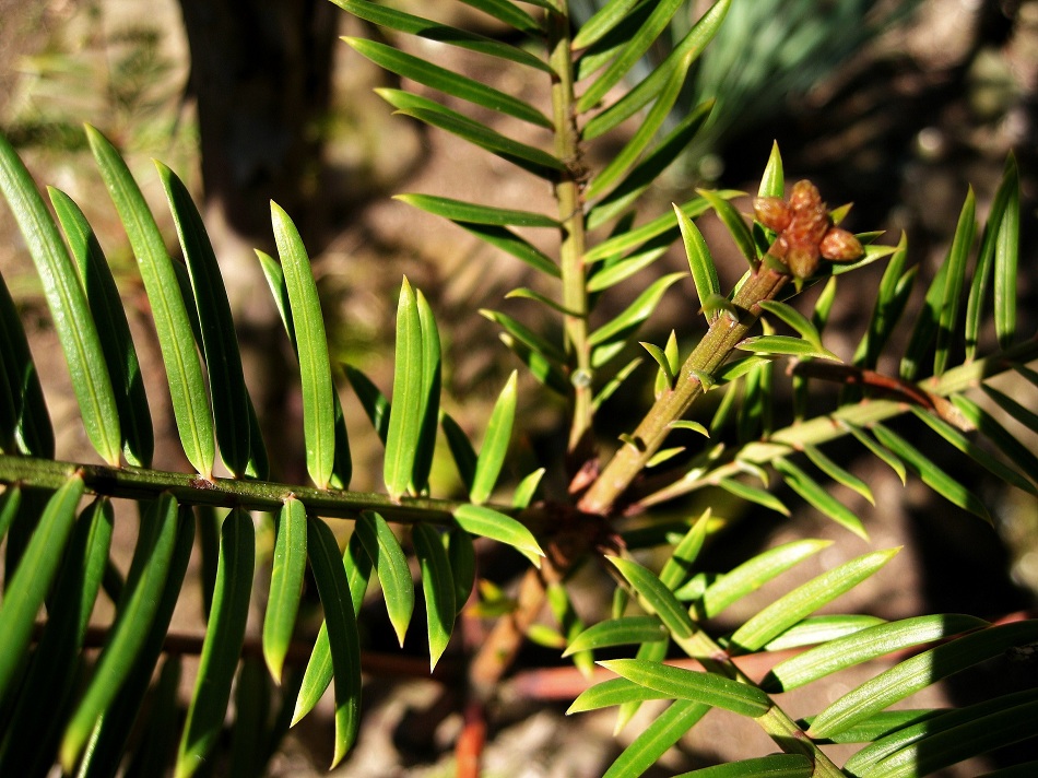 Изображение особи Taxus sumatrana.