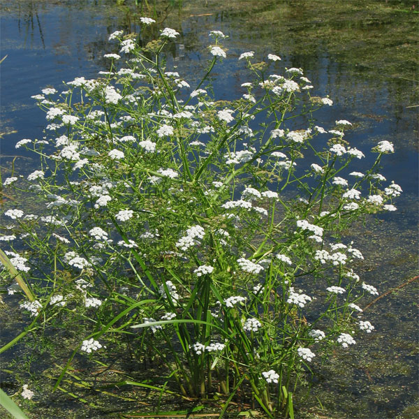 Image of Oenanthe aquatica specimen.