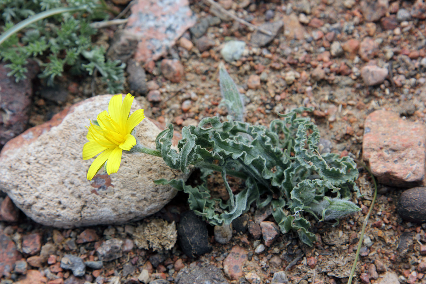 Изображение особи Scorzonera circumflexa.